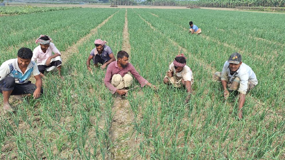 মুড়িকাটা পেঁয়াজ চাষে কৃষকদের আগ্রহ, তবে সহায়তার অভাব