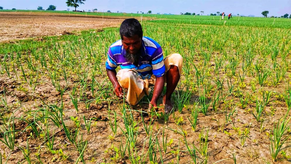 মুড়িকাটা পেঁয়াজ নিয়ে দুশ্চিন্তায় কৃষক