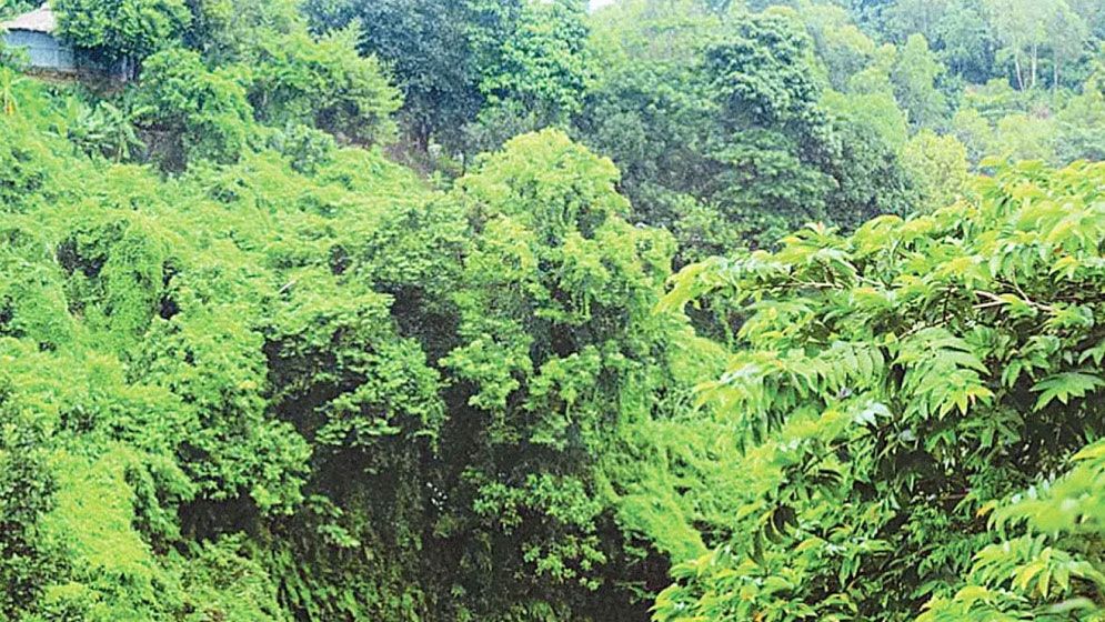 প্রশাসন একাডেমির জন্য ৭০০ একর বনভূমির বরাদ্দ বাতিল
