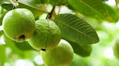 পেয়ারা পাতার অজানা উপকারিতা 