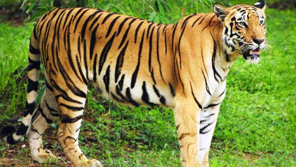 বাঘিনী জিনাত ধরা দিচ্ছে না, নাজেহাল বনকর্মীরা