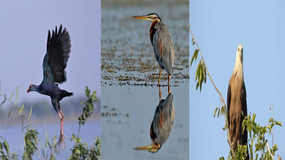 টাঙ্গুয়ার হাওরে আসতে শুরু করেছে পরিযায়ী পাখি
