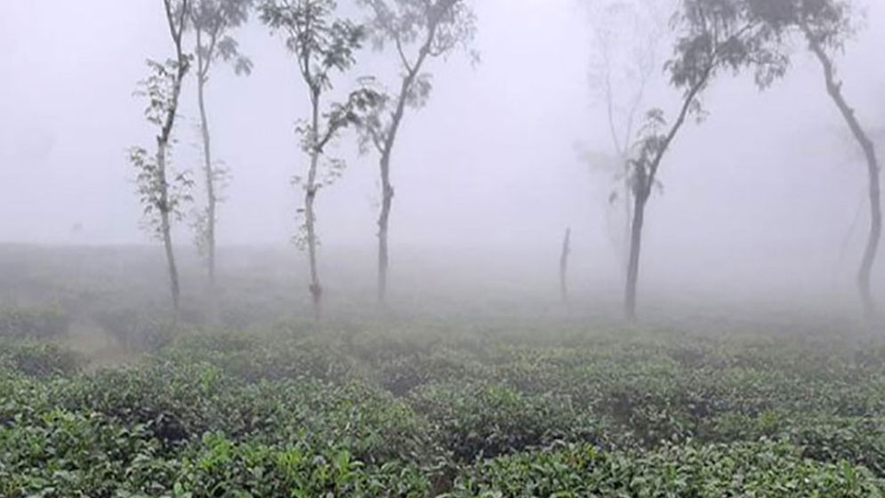 দেশের সর্বনিম্ন তাপমাত্রা শ্রীমঙ্গলে