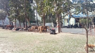মধ্যনগরে ৪০টি ভারতীয় গরুসহ আটক ৪