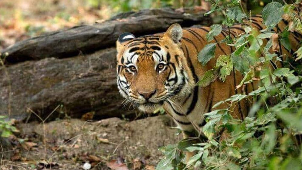 ভারতে বাঘের ভয়, পায়ের চাপে বাড়ল উদ্বেগ