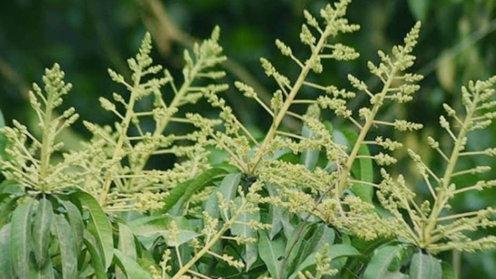 ডুমুরিয়ায় আমের মুকুল, বাতাসে ম-ম গন্ধ