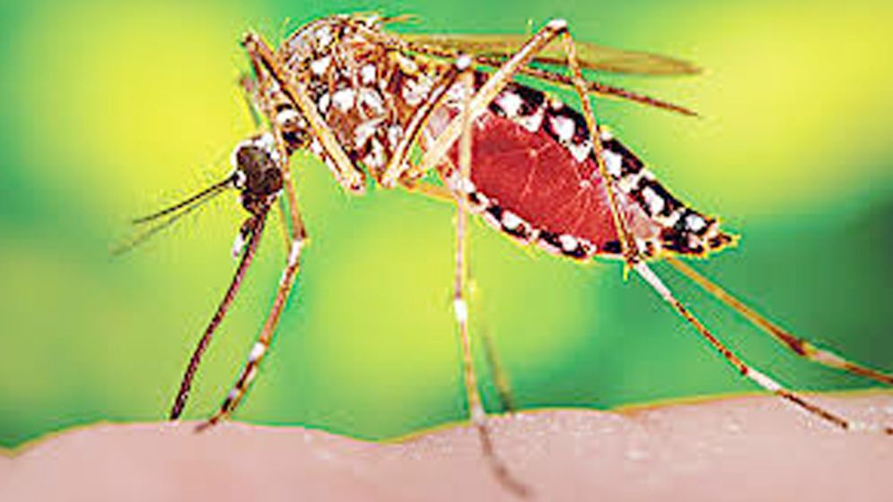 ২০২৪ সালে ডেঙ্গু কেড়ে নিলো ৫৭৫ প্রাণ