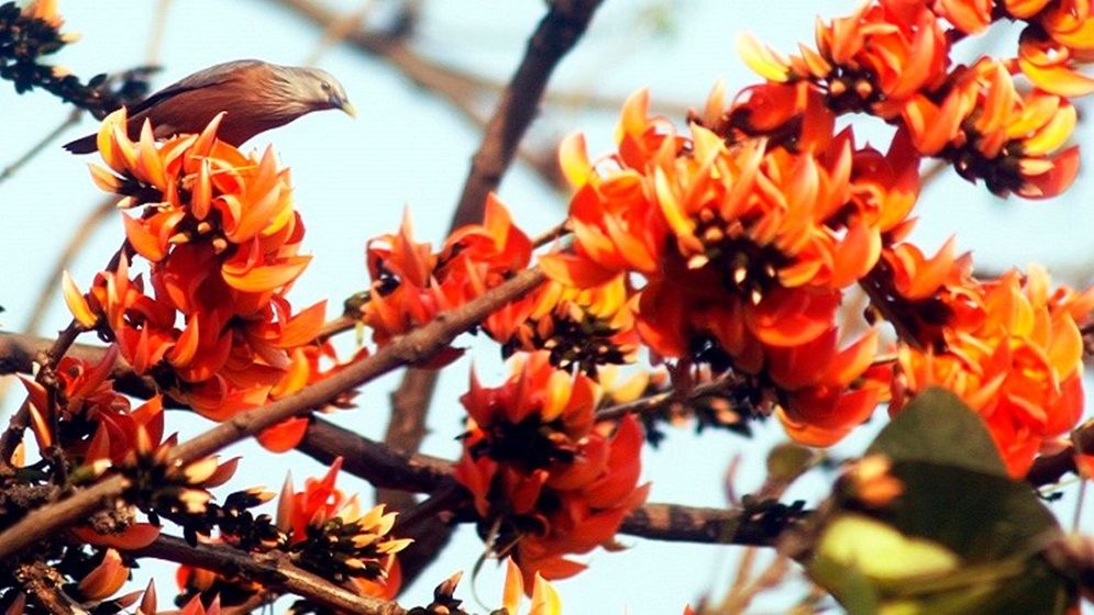 ভালোবাসার বসন্তের আগমন