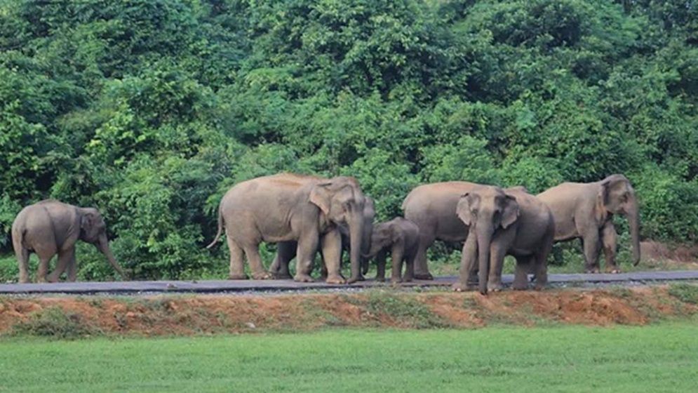 ৩০ বছরেও হাতির জন্য গড়ে উঠেনি অভয়ারণ্য, বিপাকে পাহাড়ি গ্রামবাসীরা