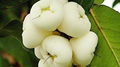 স্বাস্থ্যগুণের খনি জামরুল