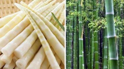 বাঁশের উপকারিতা জানলে চমকে উঠবেন