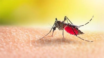 ডেঙ্গুতে ৫ জনের মৃত্যু, হাসপাতালে ভর্তি ৬৩৬