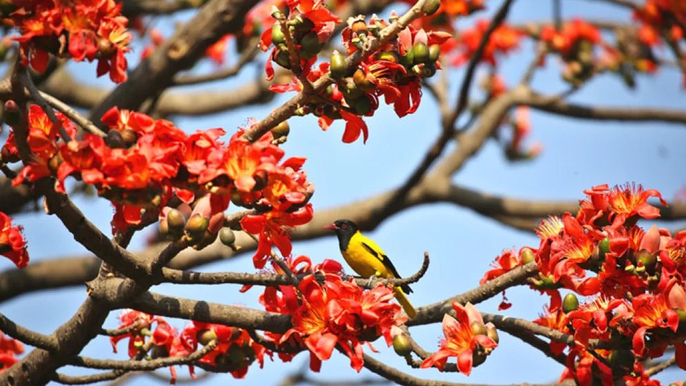 আজ পহেলা ফাল্গুন ও বিশ্ব ভালোবাসা দিবস  