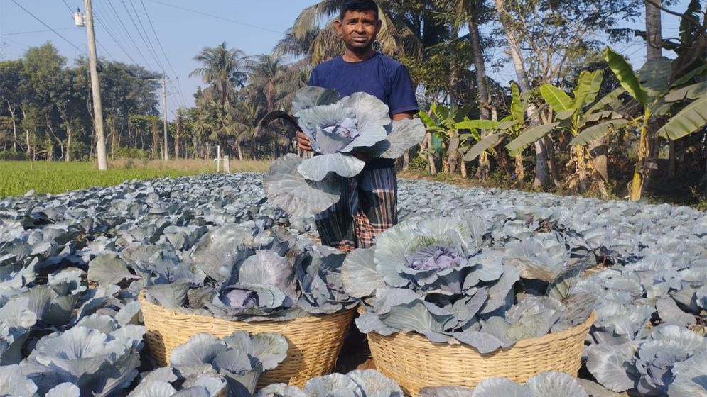 ডুমুরিয়ায় রঙিন বাঁধাকপি- ফুলকপি চাষে সাফল্য