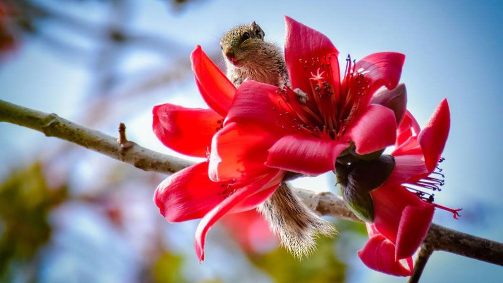 আগুনরাঙা শিমুল বাগান
