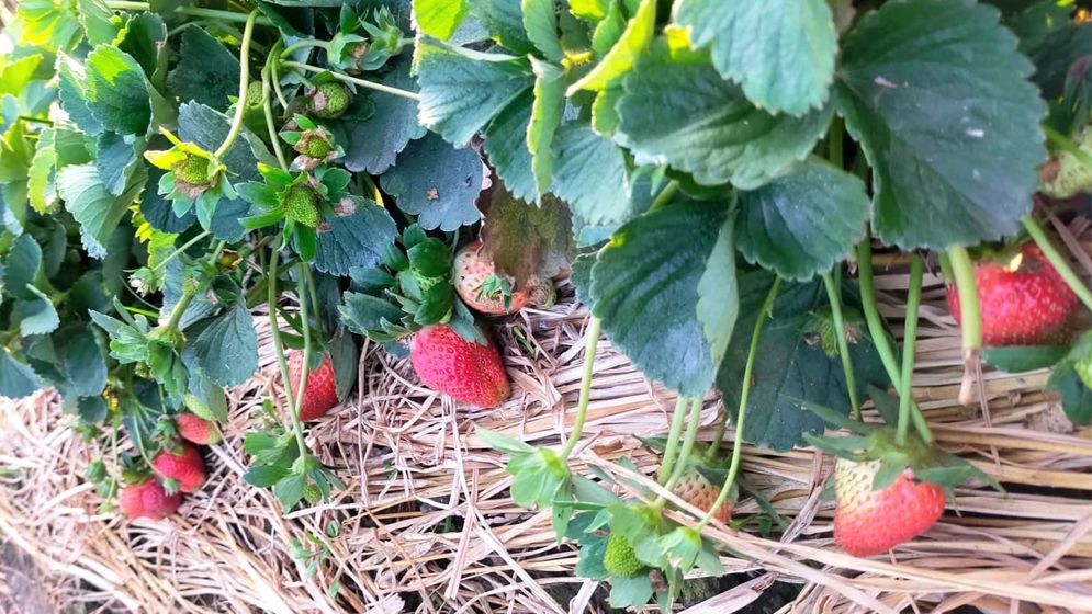 মেহেরপুরে বাণিজ্যিকভাবে স্ট্রবেরি চাষে সাফল্য