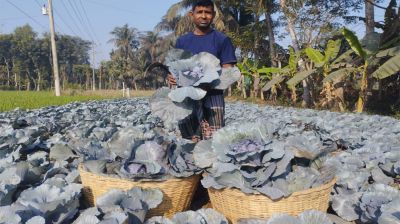 ডুমুরিয়ায় রঙিন বাঁধাকপি- ফুলকপি চাষে সাফল্য