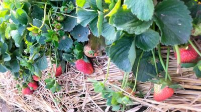 মেহেরপুরে বাণিজ্যিকভাবে স্ট্রবেরি চাষে সাফল্য