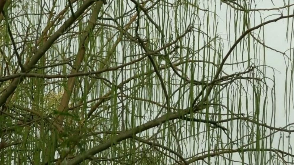 ডুমুরিয়ায় ঔষধি গুণসমৃদ্ধ সজিনার বাম্পার ফলন