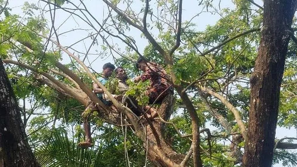 গাছে উঠে অজ্ঞান শ্রমিক, উদ্ধারে ফায়ার সার্ভিস