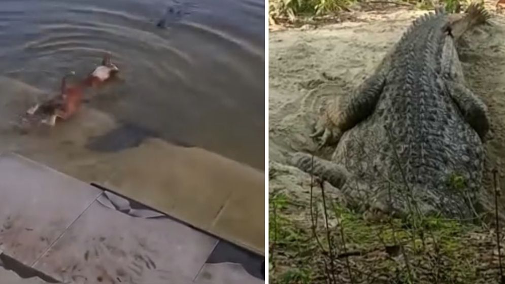 প্রাণী নির্যাতন বন্ধে সরকারের কাছে আইনি নোটিশ