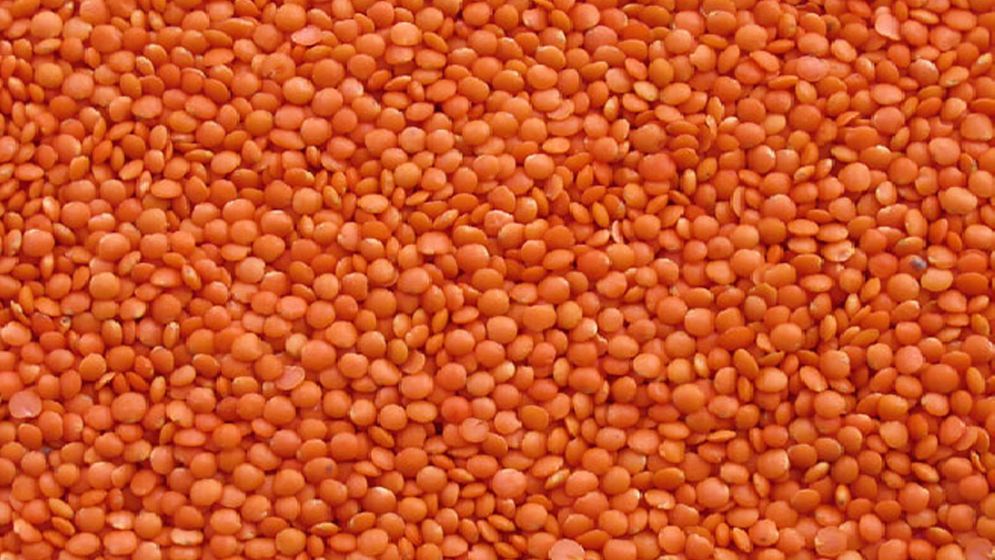 ৯ হাজার টন মসুর ডাল কিনবে সরকার, ব্যয় ৭২ কোটি টাকা