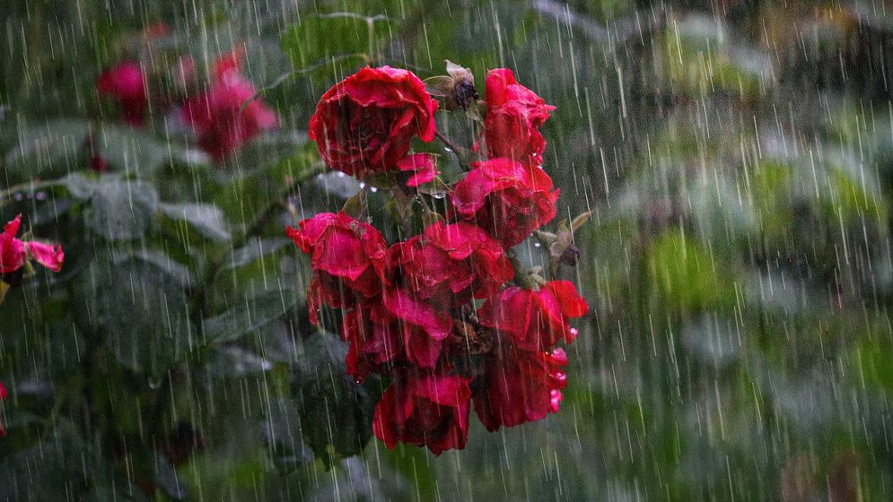 ঢাকায় বৃষ্টির আভাস, কমবে তাপমাত্রা