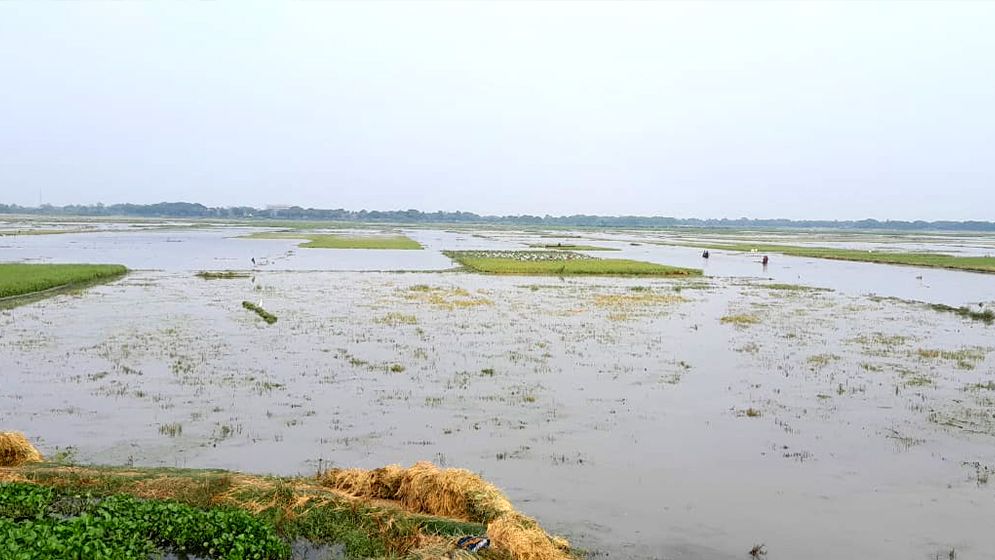 খাল দখলে বন্ধ পানি নিষ্কাশন, তলিয়ে গেল ধানক্ষেত