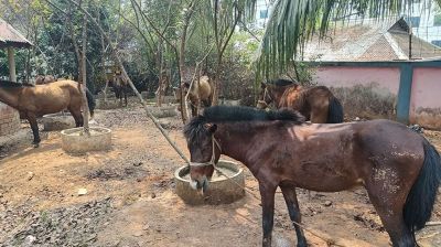জব্দ করা ঘোড়া বিক্রির অভিযোগে ওসি প্রত্যাহার