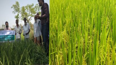 ধান পাকার মুখে পোকার হানা, ফসল রক্ষায় মরিয়া কৃষি অফিস