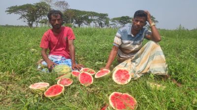 শত্রুতার জেরে ২৪ একর তরমুজ ধ্বংস করল সন্ত্রাসীরা