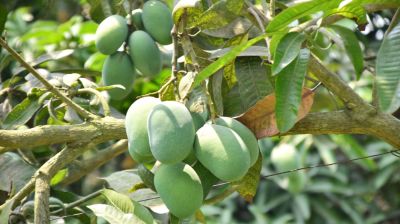 ডুমুরিয়ায় গাছে গাছে আমের ভার, বাম্পার ফলনের আশা