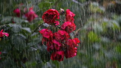 ঢাকায় বৃষ্টির আভাস, কমবে তাপমাত্রা