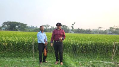 জ্বালানি সংকট পেরিয়ে শরণখোলায় বোরোর বাম্পার ফলন