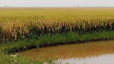 পানি বাড়ায় হারভেস্টার বন্ধ, তেল ও শ্রমিক সংকটে বিপাকে কৃষক