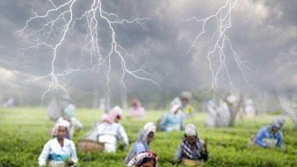 চা বাগানে কাজ করতে গিয়ে বজ্রপাতে প্রাণ গেল শ্রমিকের