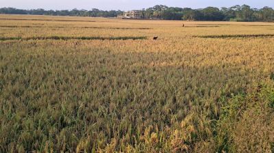 শরণখোলা উপজেলায় ধান কাটা নিয়ে চিন্তিত কৃষকরা