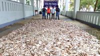 মহিপুরে কোস্টগার্ডের অভিযানে ফের সামুদ্রিক মাছ জব্দ