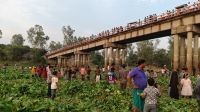 ফুলজোড় নদীর কচুরিপানায় নতুন আকর্ষণ