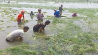 নাসিরনগরে অতিবৃষ্টিতে ডুবল হাওরের শত শত একর ধান