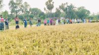 তপ্ত ধোঁয়ায় ঝলসে গেছে ধানক্ষেত, ক্ষতিপূরণের দাবিতে কৃষকের মানববন্ধন